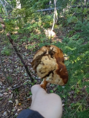 Cortinarius armillatus