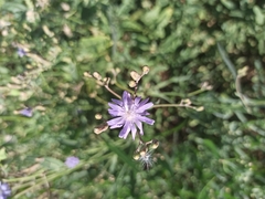 Lactuca tatarica