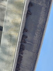 Petrochelidon pyrrhonota