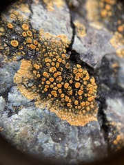 Candelariella