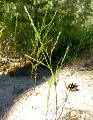 Corispermum declinatum