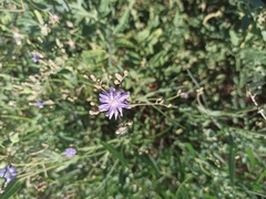 Lactuca tatarica