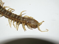 Ethmostigmus rubripes