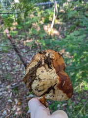 Cortinarius armillatus