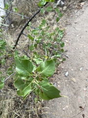 Fraxinus anomala