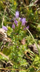 Gentianella quinquefolia