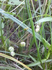 Veronica scutellata