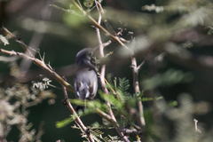 Polioptila melanura