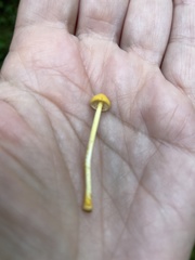 Pluteus chrysophlebius