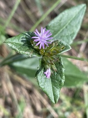 Elephantopus carolinianus