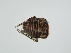 Polyzosteria mitchelli