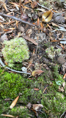 Leucobryum glaucum