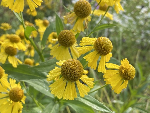 common sneezeweed
