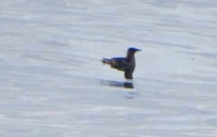 Cerorhinca monocerata