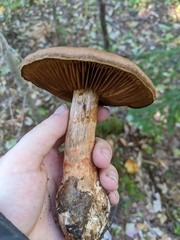 Cortinarius armillatus