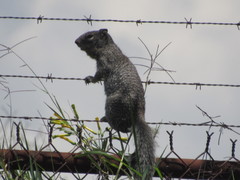 Otospermophilus variegatus