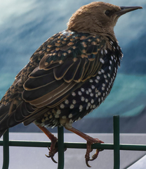 Sturnus vulgaris