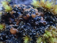 Protopannaria pezizoides