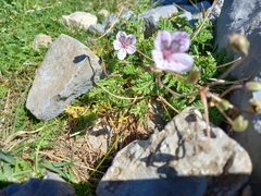 Erodium glandulosum