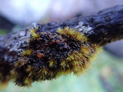 Protopannaria pezizoides