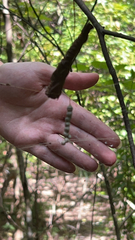 Mecynogea lemniscata