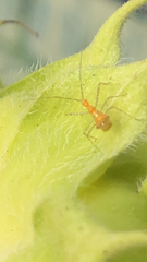 Zelus longipes