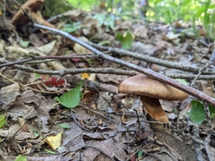 Cortinarius armillatus