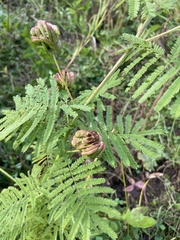 Desmanthus illinoensis