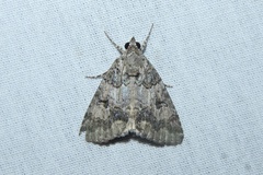 Eubolina impartialis