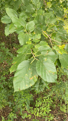 Moraceae