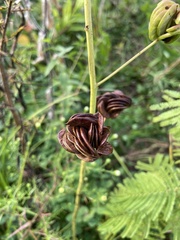 Desmanthus illinoensis