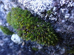 Schistidium maritimum