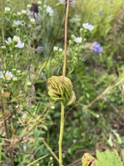 Desmanthus illinoensis