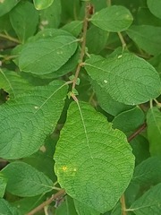 Salix aurita