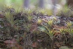 Tillandsia