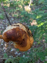 Cortinarius armillatus