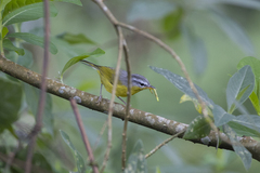 Phylloscopus xanthoschistos