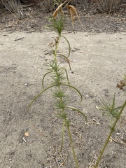 Asclepias fascicularis