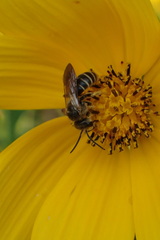 Halictus ligatus