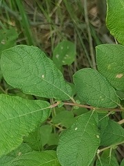Salix aurita