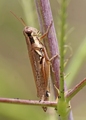 Melanoplini