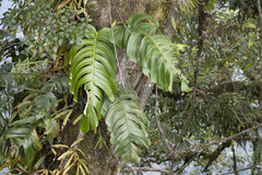 Epipremnum pinnatum