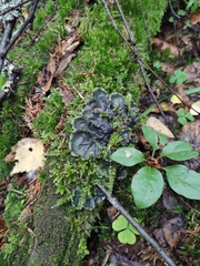Peltigera praetextata