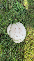 Calvatia