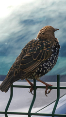 Sturnus vulgaris