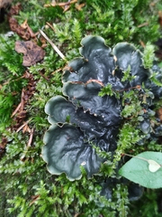 Peltigera praetextata