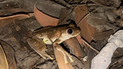 Litoria rothii