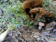 Cortinarius armillatus