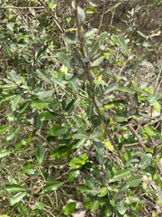Elaeagnus oldhamii