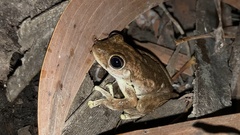 Litoria rothii